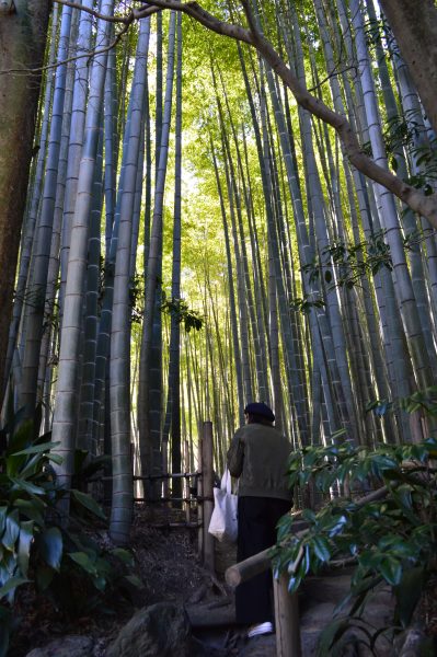 報国寺 竹の庭