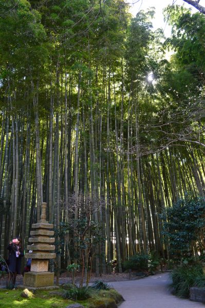 報国寺 竹の庭