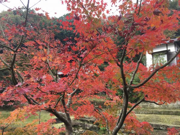 池のほとりの紅葉
