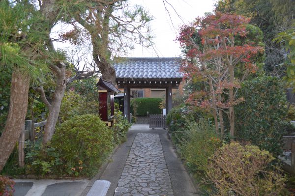 鎌倉「光照寺」シャクナゲと一遍上人の花寺。四季折々の花が見れます!!!