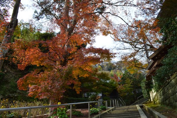 龍峰院前の紅葉