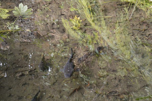 杉本寺境内の池の鯉