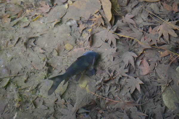 杉本寺境内の池の鯉