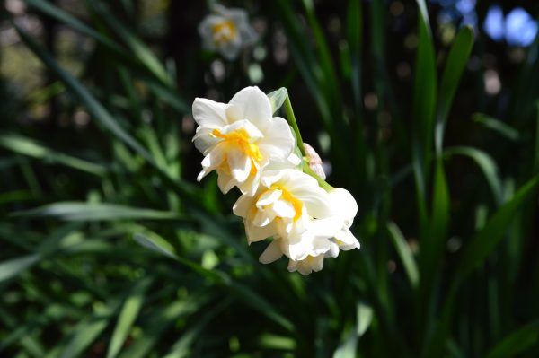 杉本寺の花