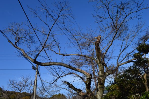 浄妙寺近くの桜