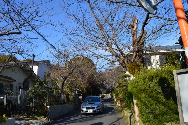 浄妙寺近くの桜