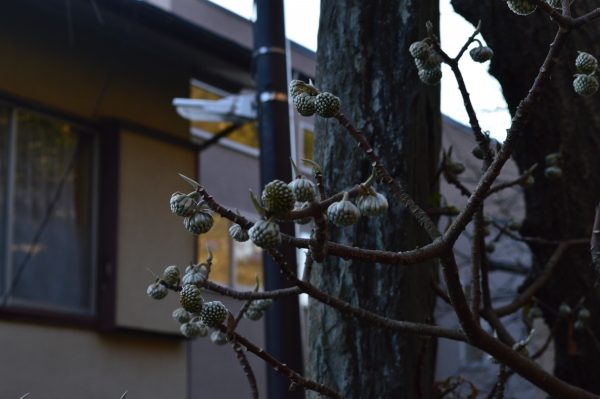 学業の神 荏柄天神社
