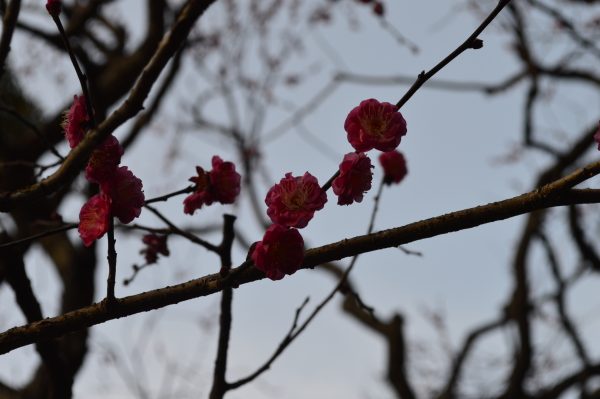学業の神 荏柄天神社
