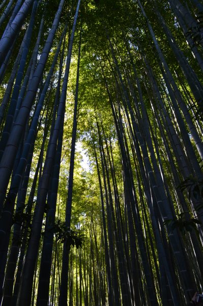 報国寺 竹の庭