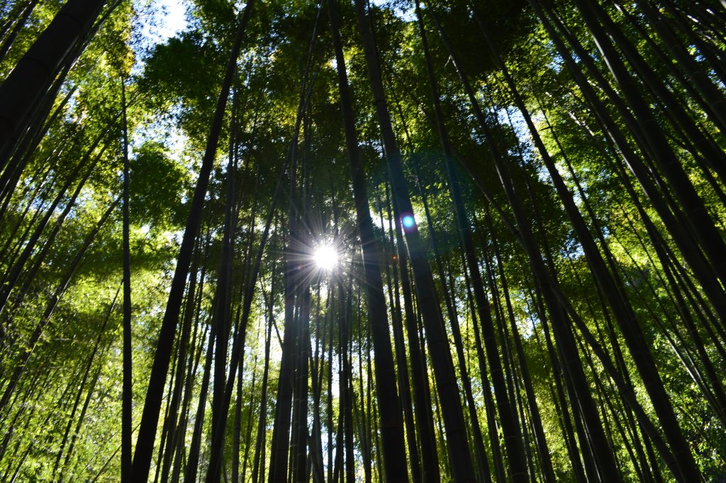 報国寺 竹の庭