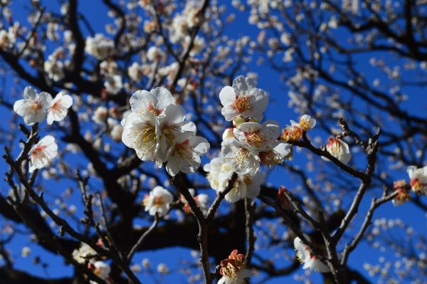 池上本門寺「中道院」は梅が美しい！！！六老僧「日頂」とは！？