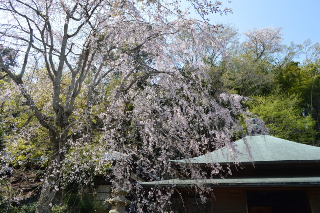 東慶寺水月堂前の枝垂れ桜